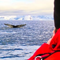 Boca Raton Travel & Cruises - Thar' She Blows! - Antarctica