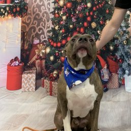 Amazing grooming I recommend them bring there dog here Heidi is great with every dog that comes in there 8370 S Rainbow Las Vegas nv Amazing grooming I recommend them bring there dog here Heidi is great with every dog that comes in there 8370 S Rainbow Las Vegas nv