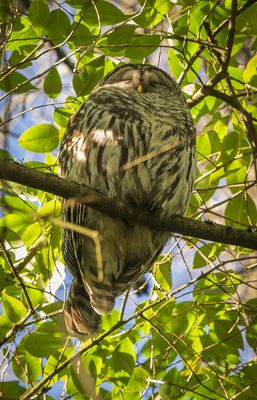 Woodland Park Zoo by null
