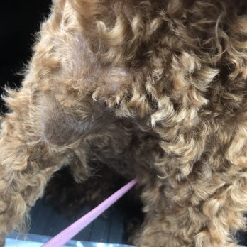 PetSmart Dog Training - Random bald spots on chest?? - Pet Training Near Me - Oceanside, California