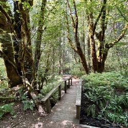 Toketee Falls - Pathway through the Umpqua Forest towards Toketee Falls.