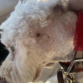 Classy Canine's Wiggle Rumps - Pet Groomers Near Me - Castrovalley, California