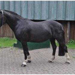 Cardiff Riding School - Seta