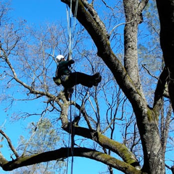 Tree Trimming 4 Less - Tree Trimming - Tree Services Near Me Tree Trimming 4 Less - Tree Trimming - Tree Services Near Me