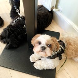Ekkodalshuset Cafe Genlyd - Hunde er velkommen