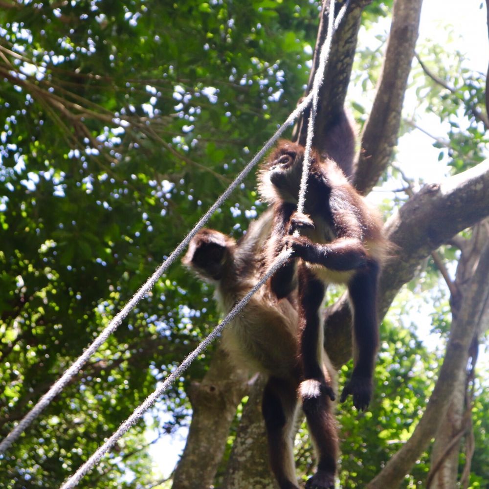 Monkeys taking food Monkeys taking food