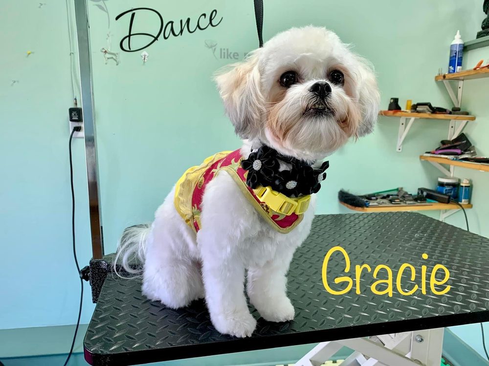 PUPS IN BUBBLES PET SPA Updated June 2024 4705 N 250th W, West Lafayette, Indiana Pet