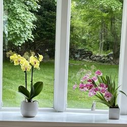 White Plains Orchids - My collection of orchids‼