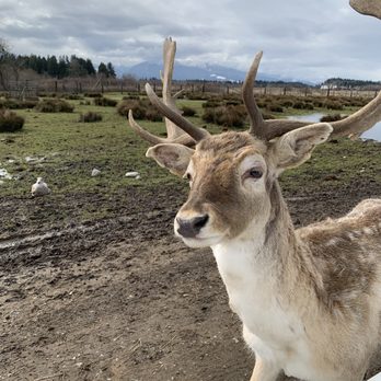 Olympic Game Farm - Zoos Near Me - Sequim, Washington Olympic Game Farm - Zoos Near Me - Sequim, Washington
