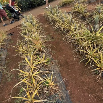 Dole Plantation - Ground - Tours Near Me - Wahiawa, Hawaii Dole Plantation - Ground - Tours Near Me - Wahiawa, Hawaii