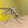 Photo of Mission Mosquito