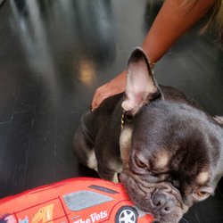 The Vets - Mobile Vet Care in Houston
