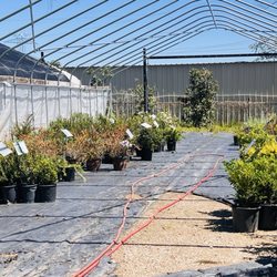 Honey Locust Farms - Shrubs