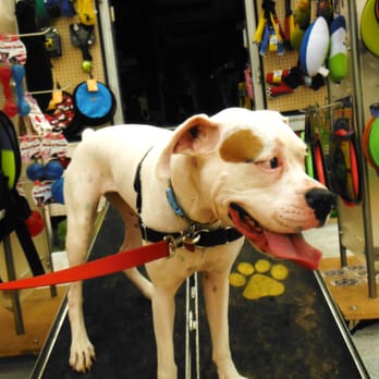 Great Outdogs - Pet Stores Near Me - Austin, Texas