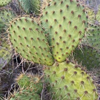Alta Vicente Reserve - Cactus - Hiking Near Me - Rancho Palos Verdes, California