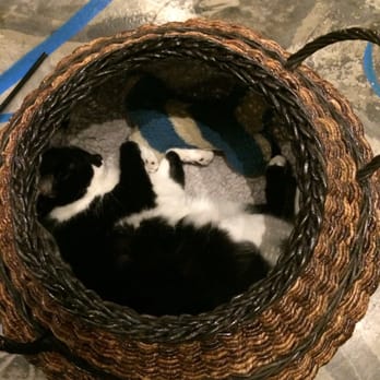 Seattle Meowtropolitan - Themed Cafes Near Me - Seattle, Washington Seattle Meowtropolitan - Themed Cafes Near Me - Seattle, Washington