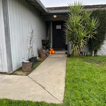 Mahogany Landscape Solutions - The palm before trimming - Landscaping Near Me Mahogany Landscape Solutions - The palm before trimming - Landscaping Near Me