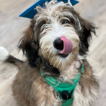 Core Canine - Puppy kindergarten graduate, Chestnut! - Pet Training Near Me - Alexandria, Virginia Core Canine - Puppy kindergarten graduate, Chestnut! - Pet Training Near Me - Alexandria, Virginia