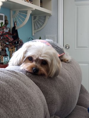 roxie daisy pet salon