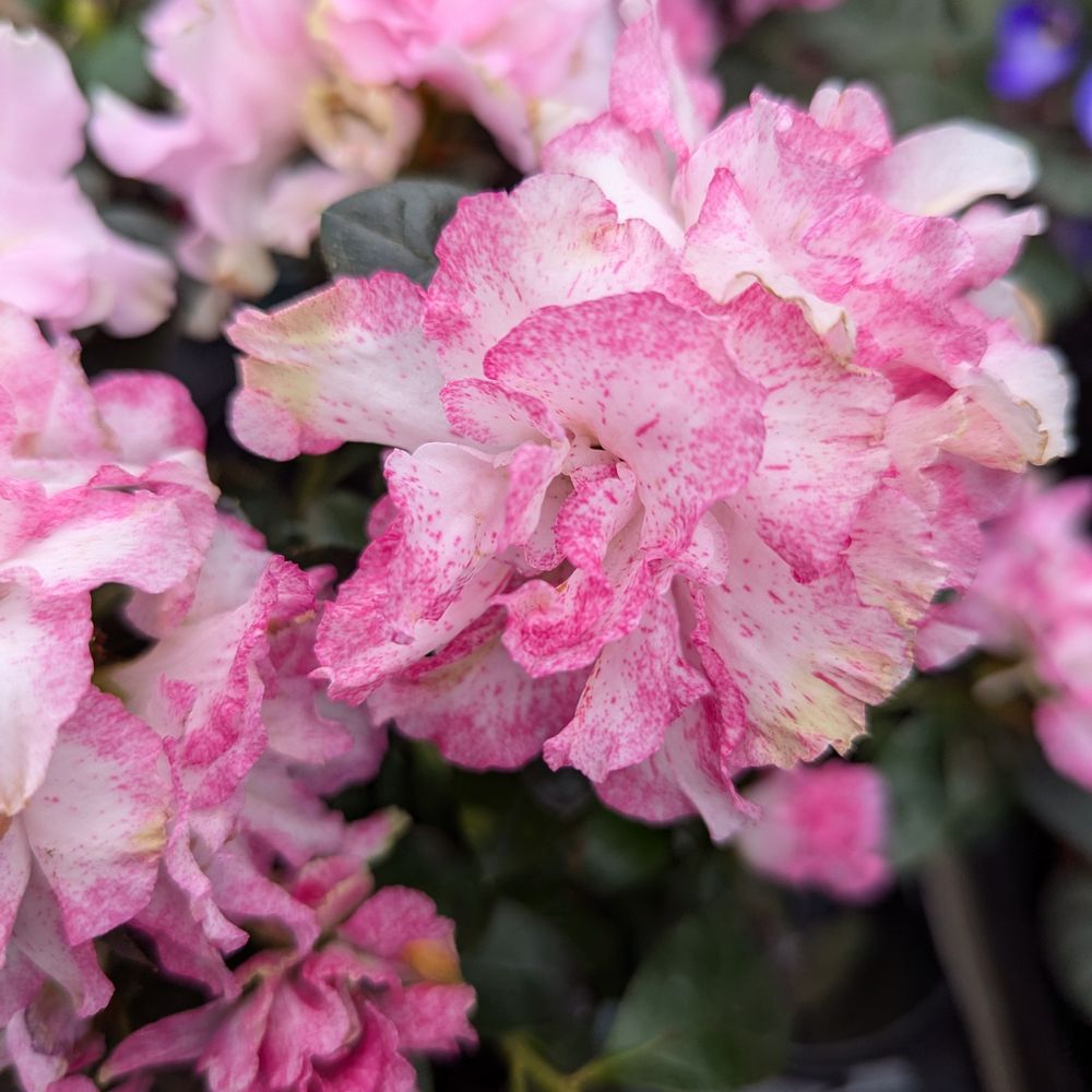 Scott's Nursery, Ltd. - I love the petals on this Azalea! - Nurseries & Gardening Near Me - Lincoln, New Brunswick