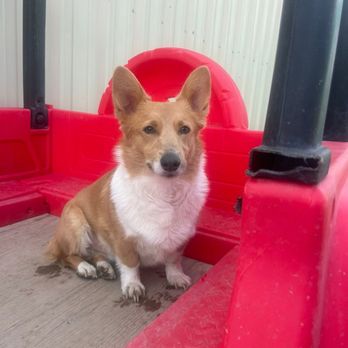 K9cation - A small dog with tan fur and white markings on its chest and paws is sitting on a wooden floor. The dog is positioned next to a red plastic play structure, which appears to be part of outdoor equipment. The background features a corrugated metal wall, indicating an outdoor or industrial setting. - Pet Training Near Me - Hudson, Colorado
