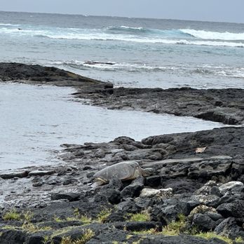 Don's Taxi & Tours - Tours Near Me - Pepeekeo, Hawaii Don's Taxi & Tours - Tours Near Me - Pepeekeo, Hawaii