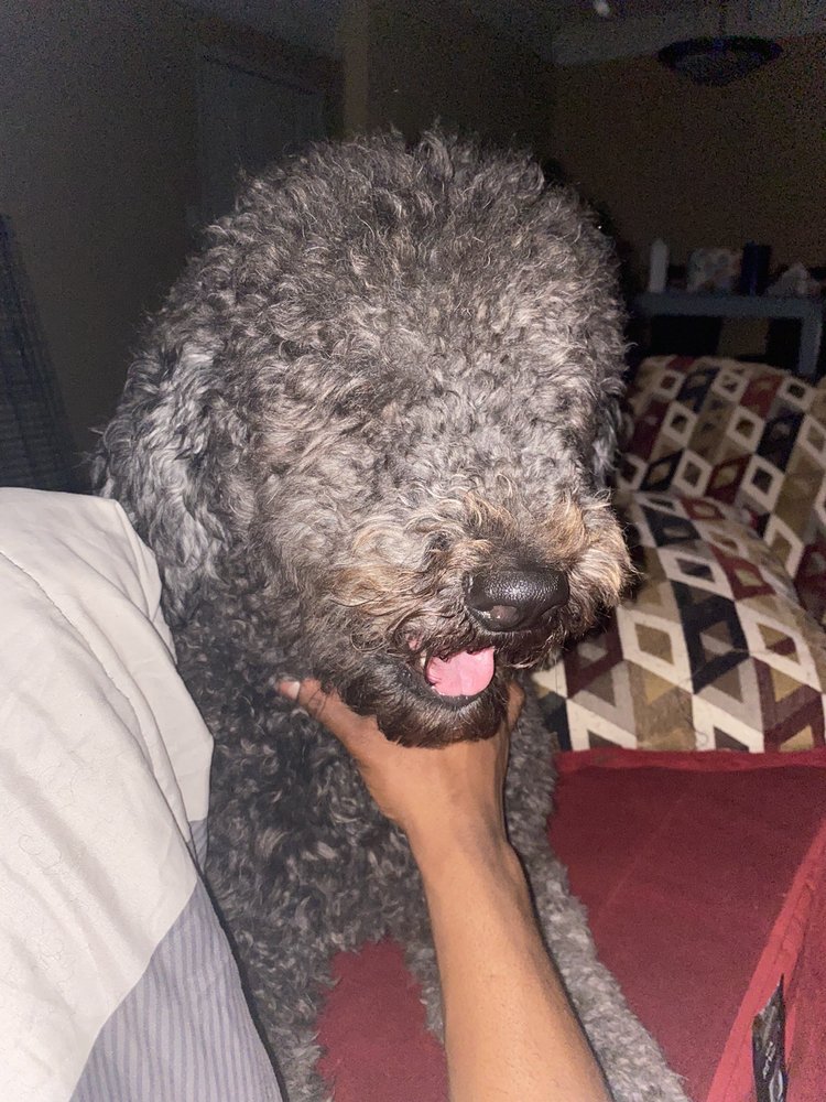 CANINE COUNTRY CLUB Updated August 2024 306 Cox Ave, Hattiesburg