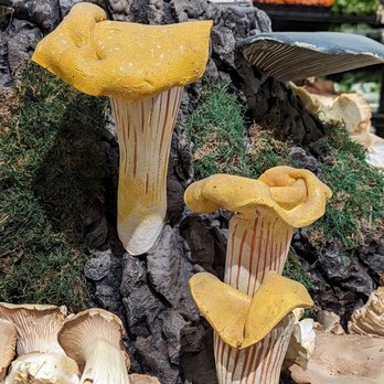 Central Market - Those are some mushrooms - Grocery Near Me - Fort Worth, Texas