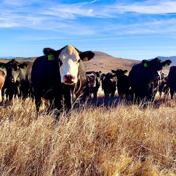Rossotti Ranch - Specialty Food Near Me - Petaluma, California Rossotti Ranch - Specialty Food Near Me - Petaluma, California