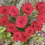 Photo of Flowerlingo