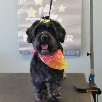 Five Star Dog Salon - Pet Groomers Near Me - Woburn, Massachusetts