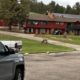 Elk in the center of the motel
