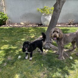 Fresh haircuts on our Australian Labordoodles