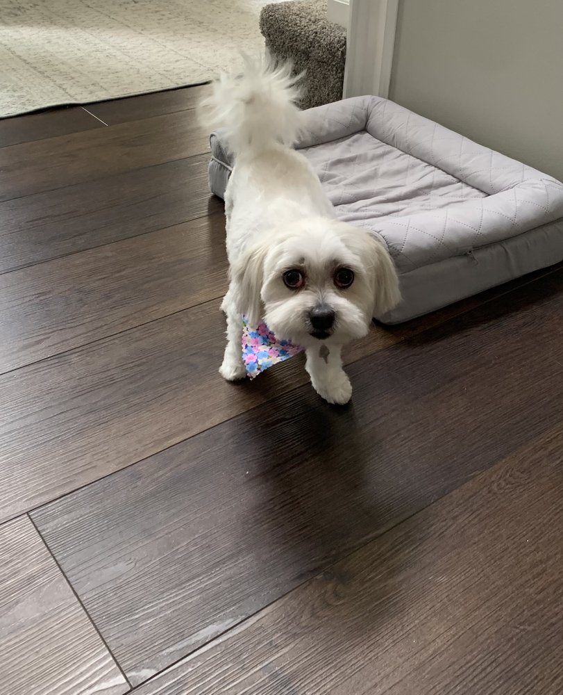 PRECIOUS PAWS Updated August 2024 57 Photos & 41 Reviews 8756 E