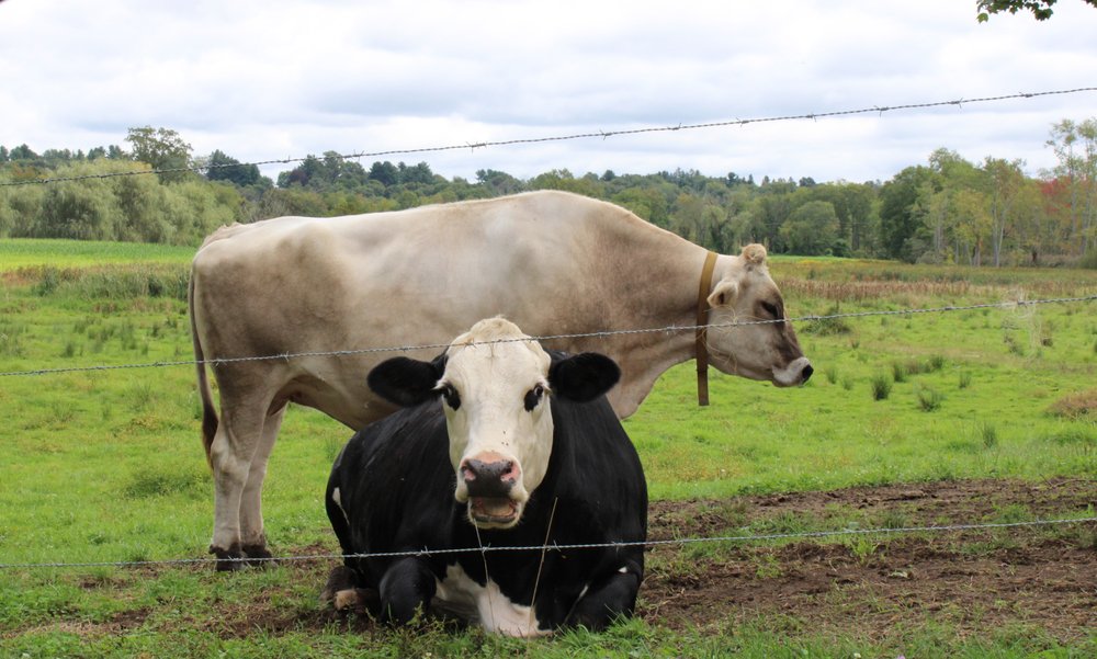 CASTLE HILL FARM 34 Photos & 11 Reviews Farms 25 Sugar Ln, Newtown, CT Phone Number Yelp