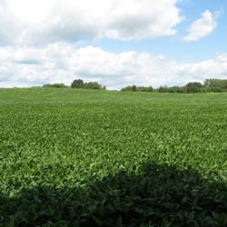 Five Oaks - Soy field at the top of one of the nature trails.