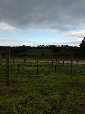 T'Gallant Vineyard by null