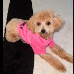 Puppy Playground - BEST GROOMERS