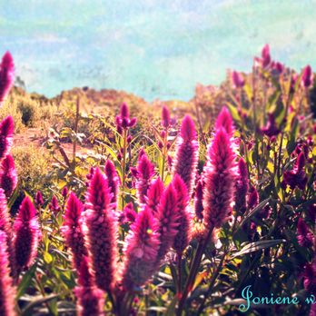 Cyclops Farm - More cool flowers. - Farmers Market Near Me - Oceanside, California