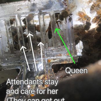 808 Bee Rescue - Queen Bee (photo from Matthew). - Pest Control Near Me