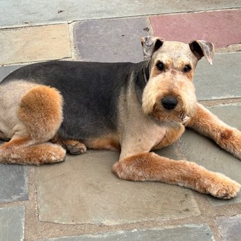 Belmont Pet Shop - Molly the Airedale after grooming at Belmont Pet Shop - Pet Stores Near Me - Belmont, Massachusetts Belmont Pet Shop - Molly the Airedale after grooming at Belmont Pet Shop - Pet Stores Near Me - Belmont, Massachusetts