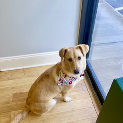 House of Paws Grooming