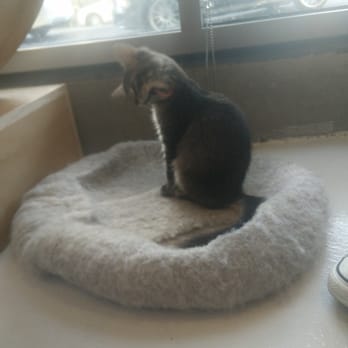 KitTea - Pet Adoption Near Me - San Francisco, California