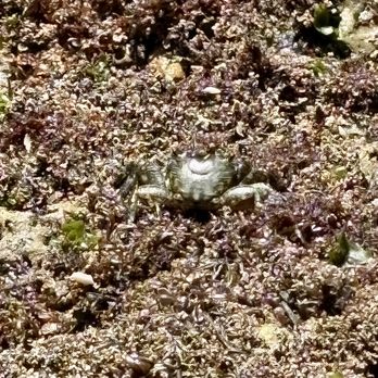 Point Loma Tide Pools - Crab. - Beaches Near Me - San Diego, California