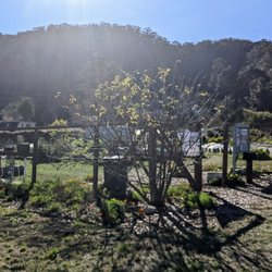Pacifica Gardens - Glare from the sun, hopefully, doesn't diminish the beauty of the native plant nursery in lovely Linda Mar!
