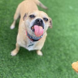 Sticking their tongues out in excitement, these pups know that nothing beats the irresistible taste of creamy peanut butter.