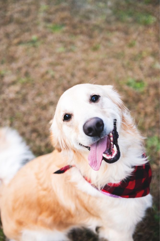 WHITE KNOLL VETERINARY HOSPITAL Updated October 2024 25 Reviews 516 Kyzer Rd, Lexington