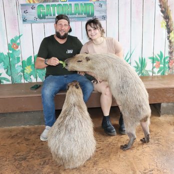 Gatorland - Capybara :) - Zoos Near Me - Orlando, Florida Gatorland - Capybara :) - Zoos Near Me - Orlando, Florida