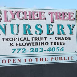 Lychee Tree Nursery