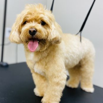 Niuniu Magic Spa & Grooming - My pup after SPA - Pet Groomers Near Me - Milpitas, California Niuniu Magic Spa & Grooming - My pup after SPA - Pet Groomers Near Me - Milpitas, California